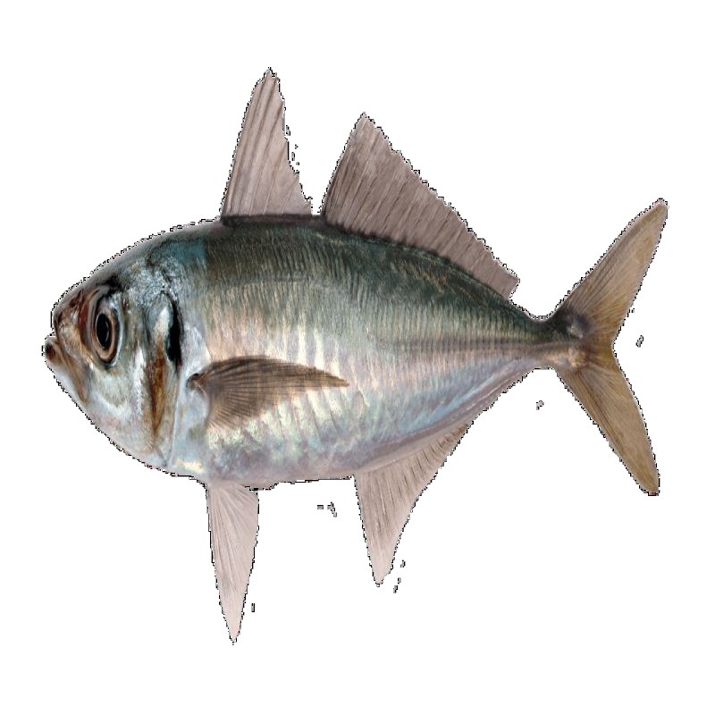 JACK MACKEREL